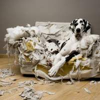 hundehaftpflichtversicherung