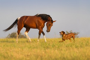 Pferdebesitzer können nicht 24 Stunden am Tag auf Ihre Tiere aufpassen. So kann also nicht immer ein Schadensfall verhindert werden.