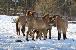 Bei mehreren Pferden gibt es bei mancher Pferdehalterhaftpflicht einen Rabatt auf die Beiträge.